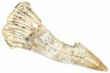 Fossil Sawfish (Onchopristis) Rostral Barb - Morocco #366704-1